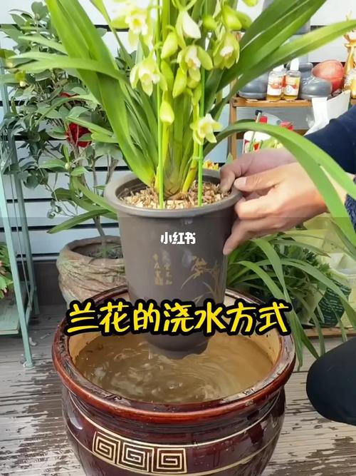 夏季兰花浇水的正确方法