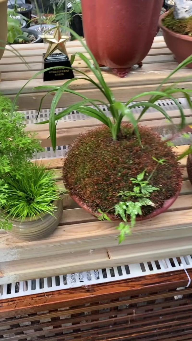 我家有几盆兰花,我不知道怎么适当的给它浇水???