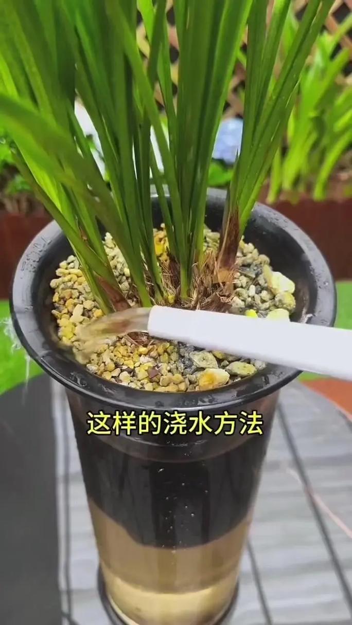 兰花如何浇水?