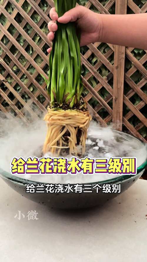 早春养兰花,浇水方法很重要,如何浇水呢?又浇什么水好呢?