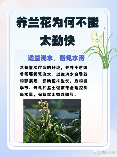 夏季养兰花需要注意的浇水方法