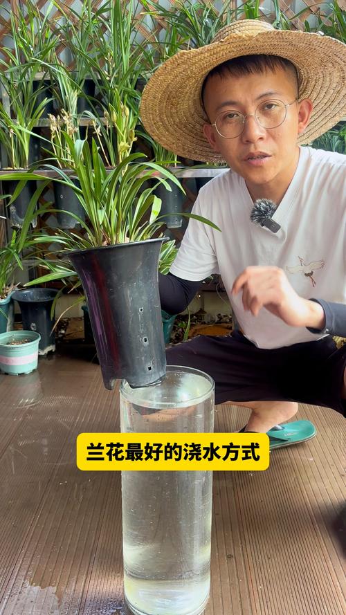 兰花浇水的正确方法