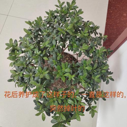 杜鹃花叶子干枯一碰就掉怎么办，杜鹃花叶子干枯一碰就掉半死不活,还有救吗？
