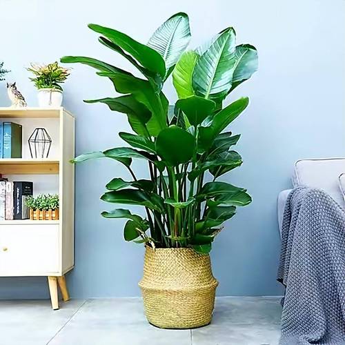 家里适合水养的植物，这几款好看又好养，适合家里水养的绿植有哪些？