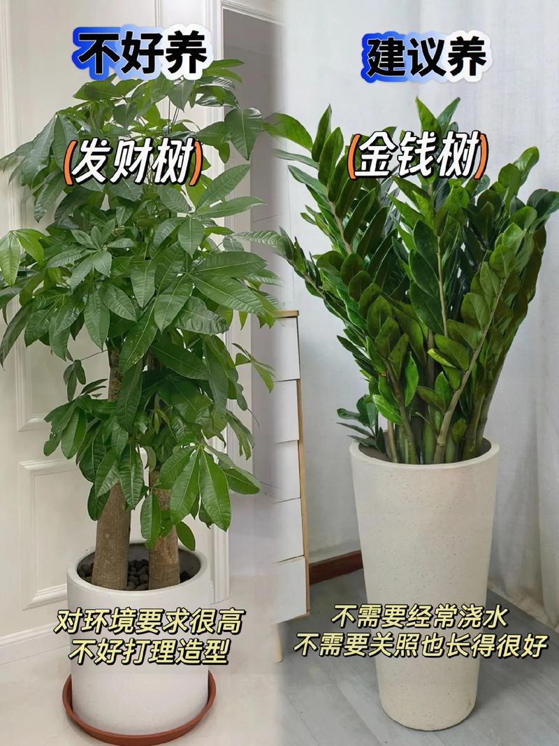 什么植物不怕水泡又漂亮又适合家养?