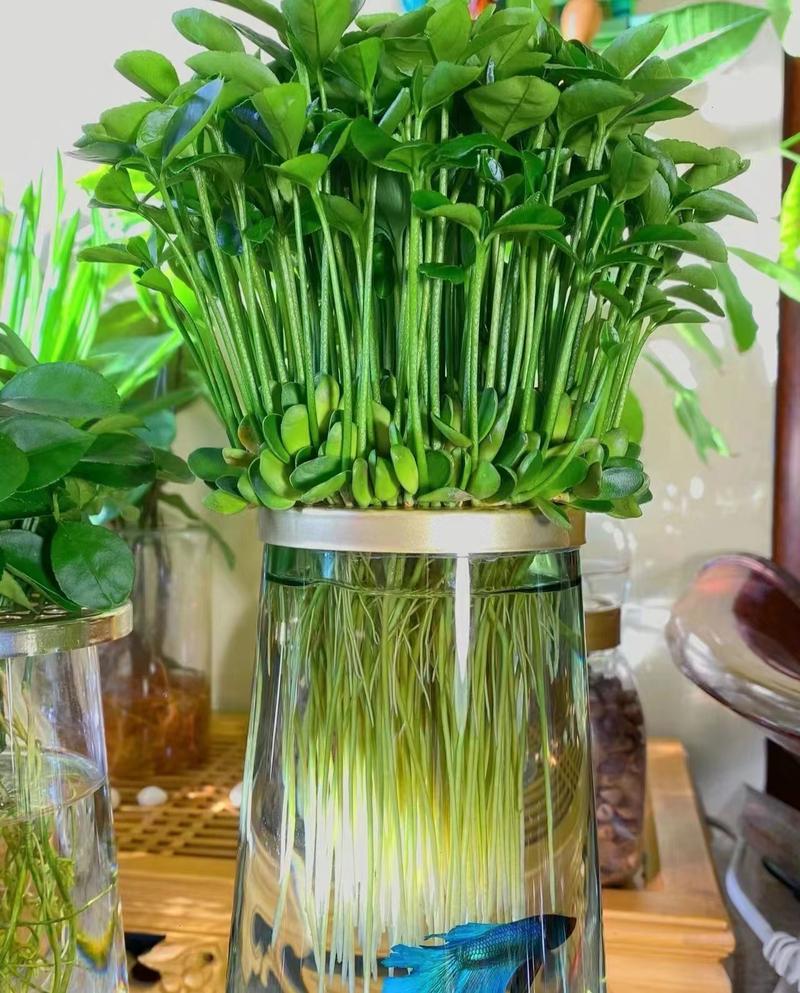 水培植物有哪些好养