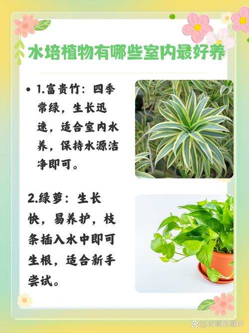 水培植物比较好养的是哪几种,要怎么养才能养的好?