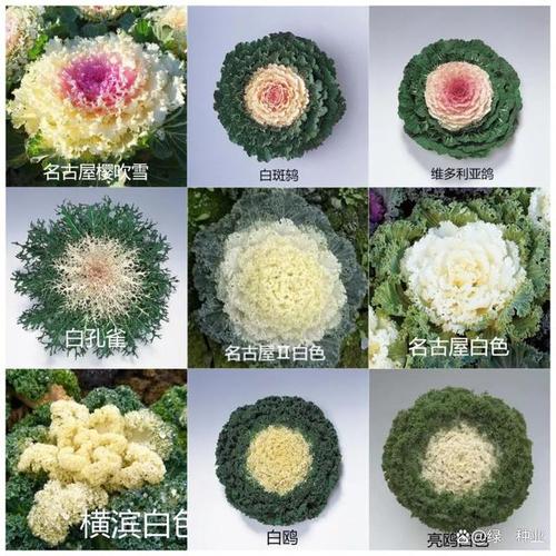羽衣甘蓝什么时候播种