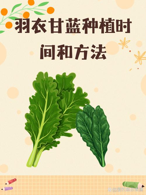 花卉羽衣甘蓝什么时候种植