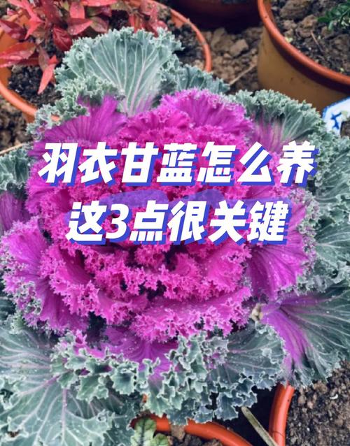 羽衣甘蓝什么时候播种好