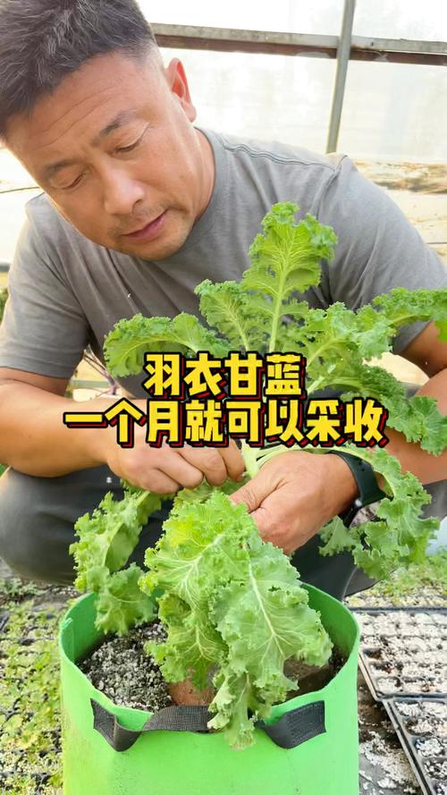 羽衣甘蓝几月份播种