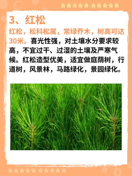 松树,外形特征和作用
