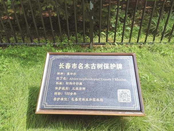 臭冷杉的主要价值