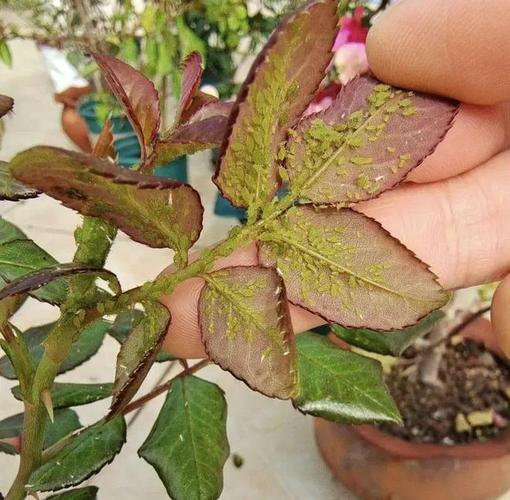 月季花生虫子怎么办，月季花生虫子怎么办用什么药