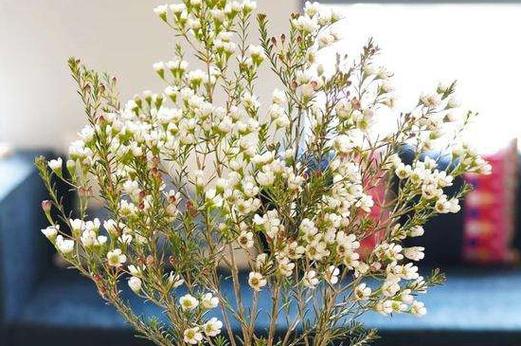 米花花语是什么?