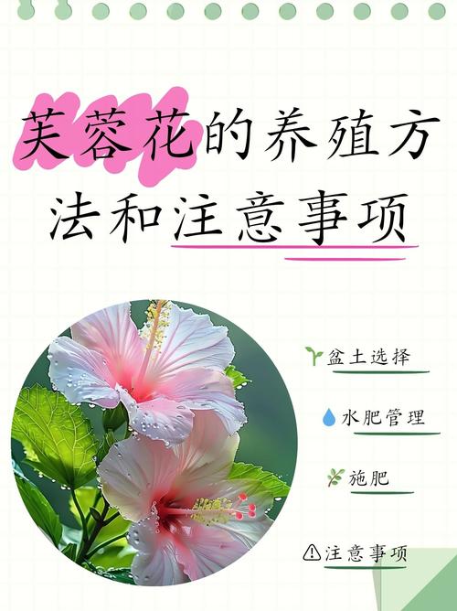 芙蓉花养殖方法和注意事项