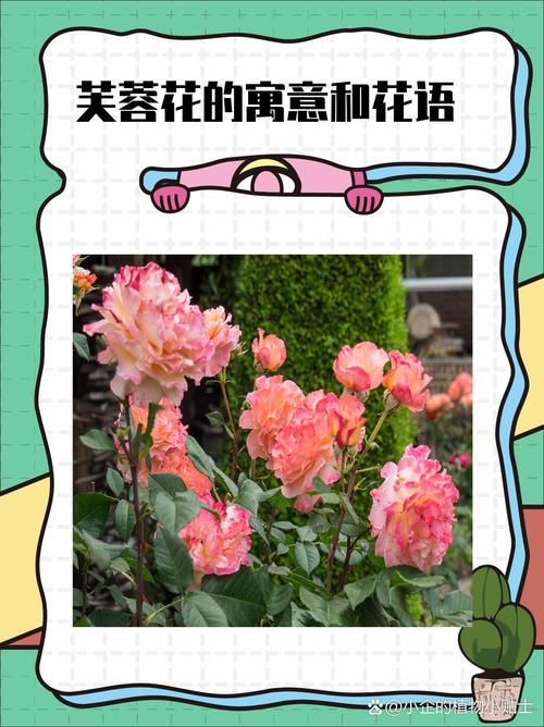 芙蓉花的养殖方法和注意事项