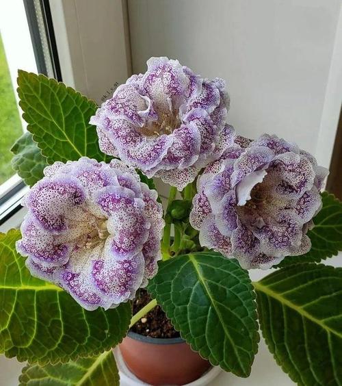 芙蓉花栽培技术