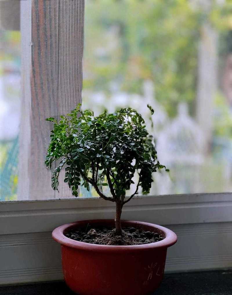 清香木掉叶子怎么办？清香木掉叶子怎么办视频？