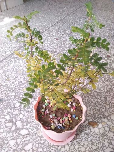清香木叶子发黄掉叶子怎么办