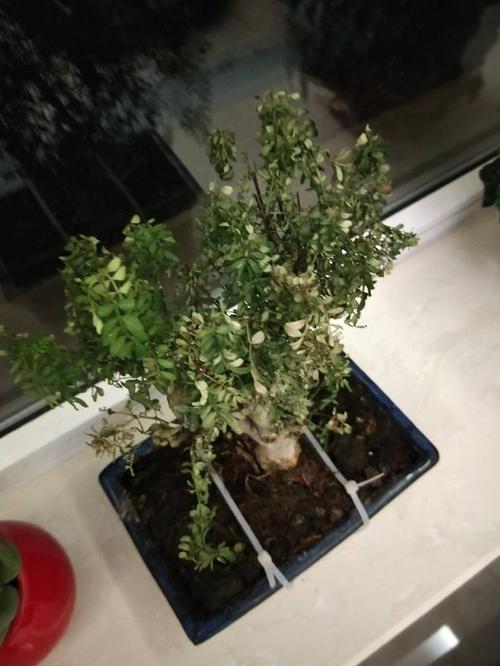 清香木的叶子都掉了怎么办?