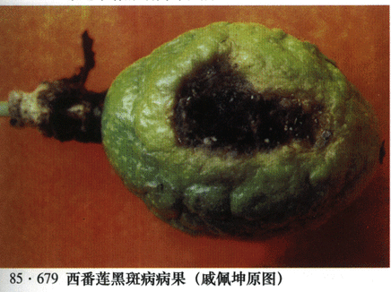 西番莲黑斑病防治方法