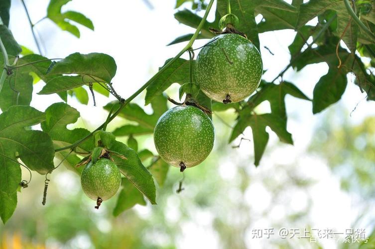 西番莲有哪些病害