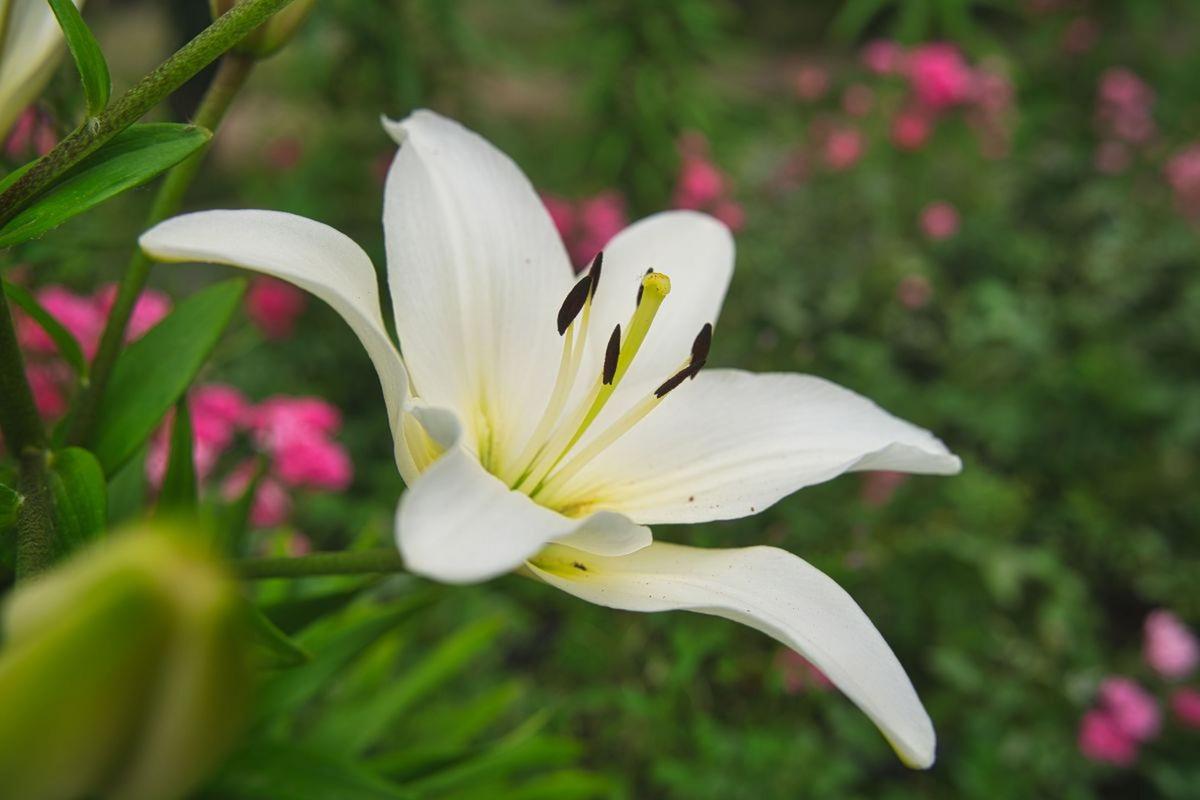 白羊座的守护花是是什么花?