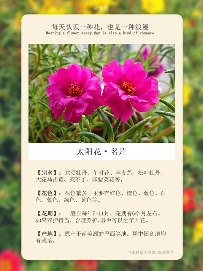 非洲太阳花的花语_非洲太阳花的花语与寓意