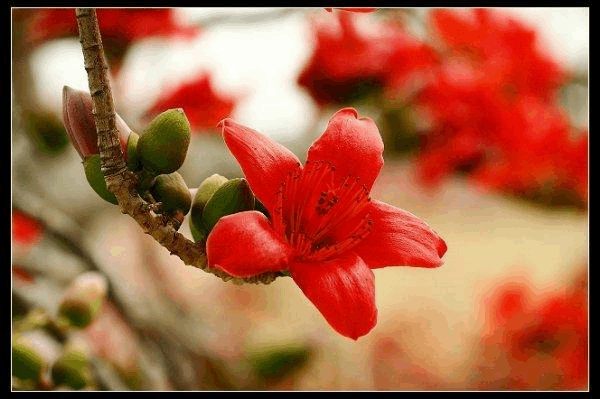 元胡的花语和传说