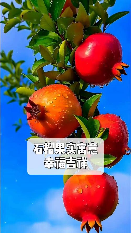 石榴寓意是什么