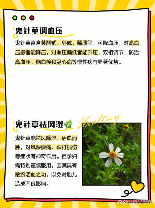 鬼针草有什么功效作用?为你详细列举鬼针草的功效与作用!