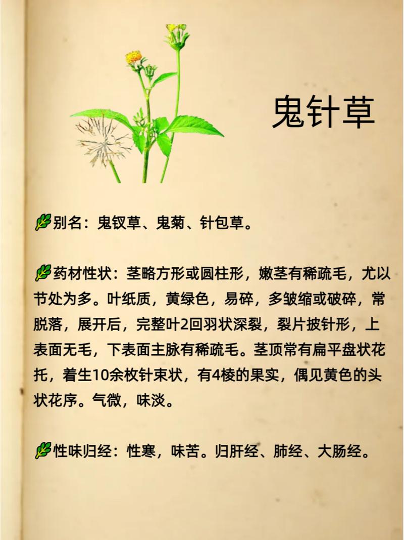鬼针草主要品种