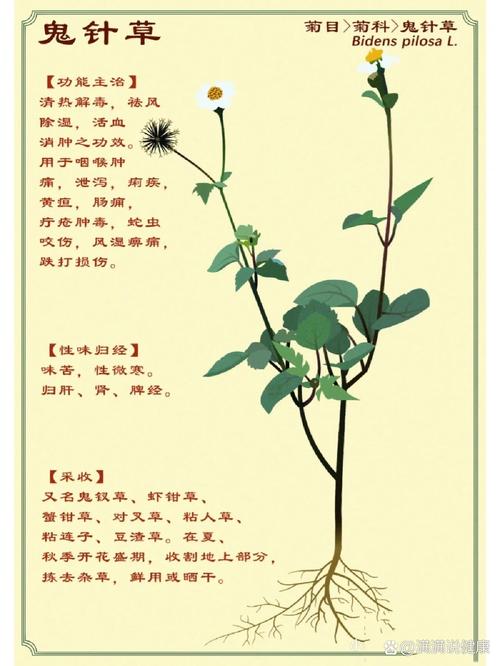 鬼针草靠什么传播种子的