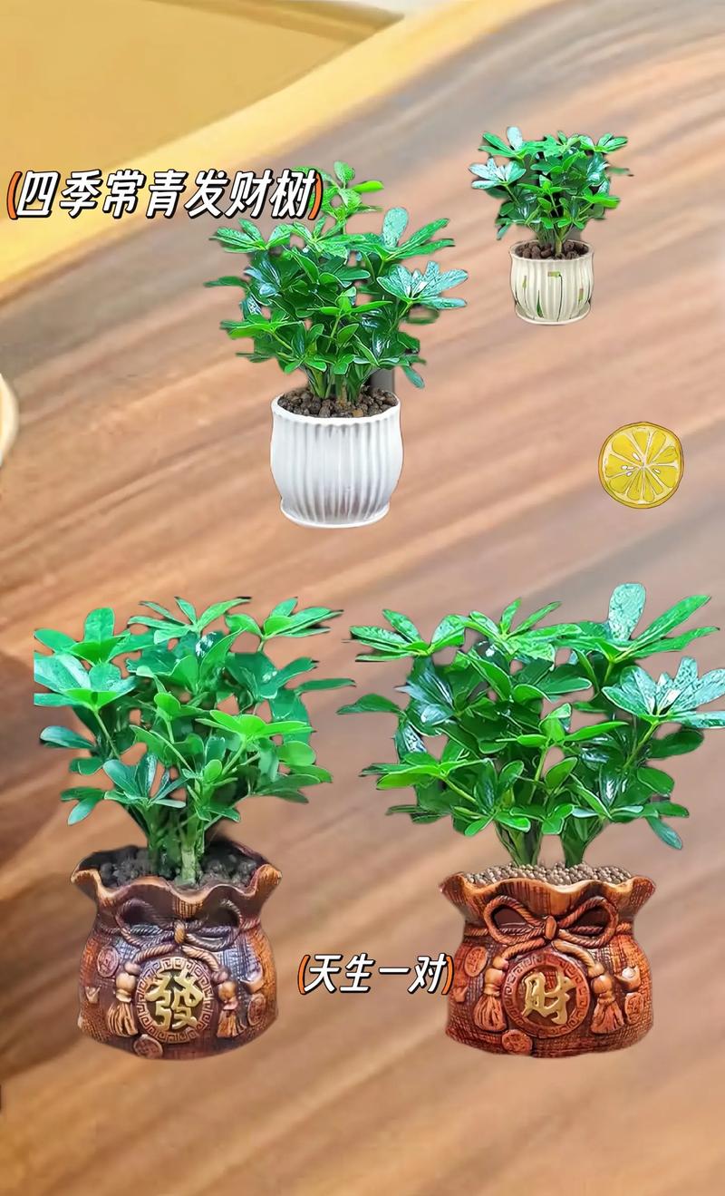 八种植物招财又旺宅还好养
