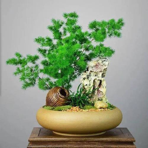 院里养什么花风水好,八种植物招财又旺宅