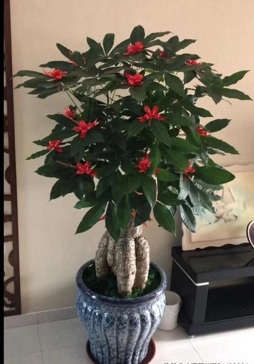 家里养什么花风水好:八种植物招财又旺宅!