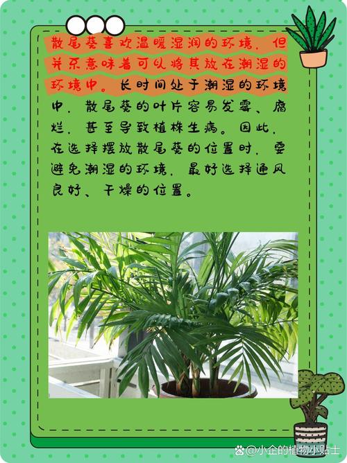 散尾葵叶子干枯原因，干枯后怎么处理，散尾葵叶子干枯了怎么办