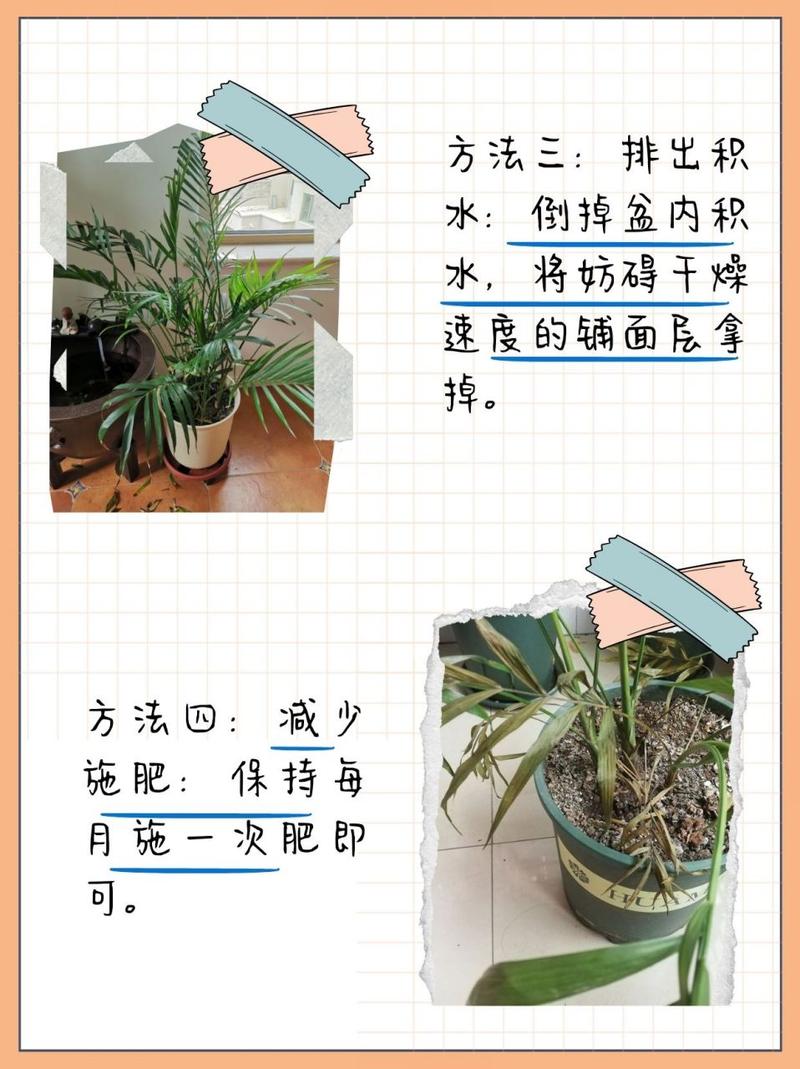 散尾葵叶子叶尖发黄干枯怎么补救