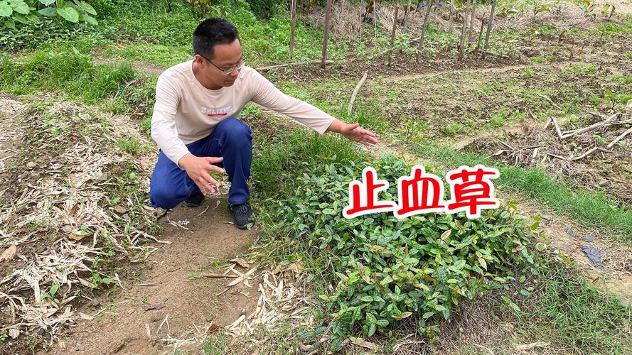 它被称为植物界的“止血剂”,田间随处可见,很多人都不知道