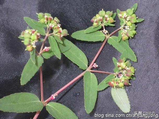 农村里随处可见的卧蛋草,说是珍贵的药材,是真的吗?