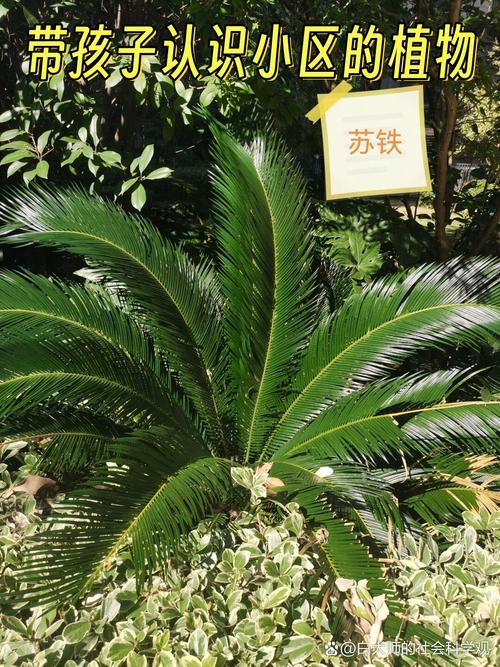 这个植物叫什么名字