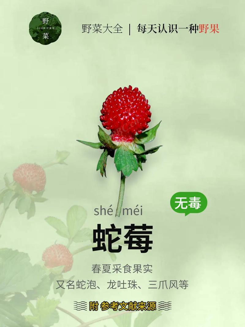 蛇莓的功效与作用,中药蛇莓的功效与作用