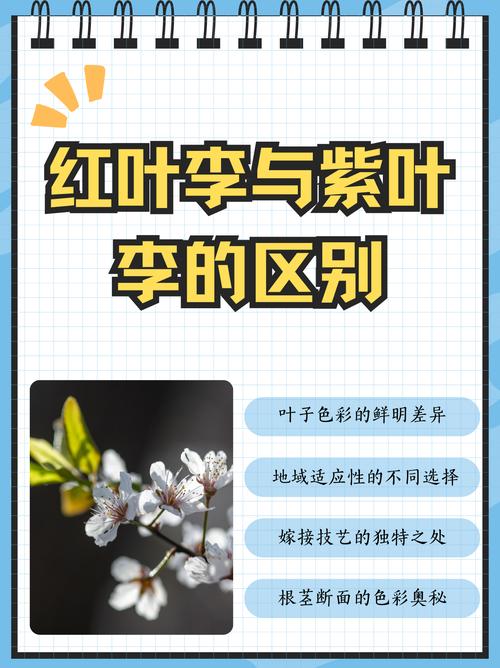 紫叶李和紫叶矮樱的区别