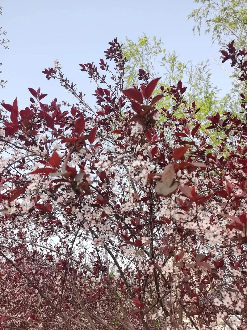 紫叶矮樱和紫叶李的区别