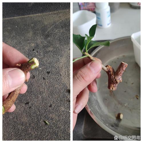 如何判断扦插是否成功