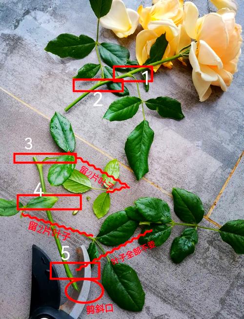 怎样判断迁插的植物生根了?