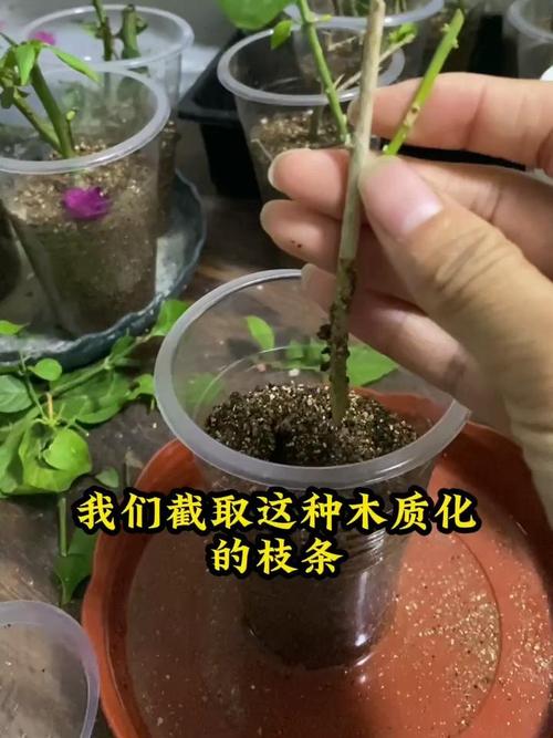 怎么判断枝条已经生根