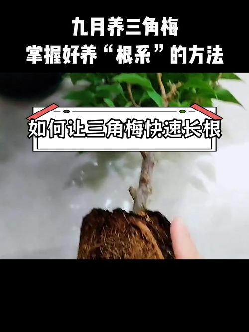 三角梅如何判断生根