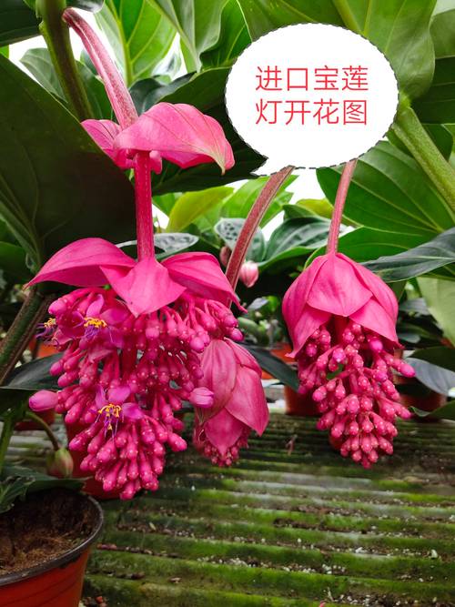 宝莲灯花的花语？宝莲灯花语象征与寓意？